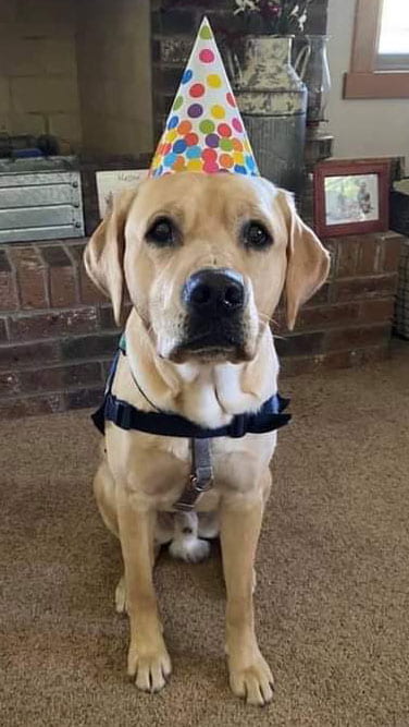 Adria's service dog, Thomas, sits facing the camera wearing a pointy birthday hat.