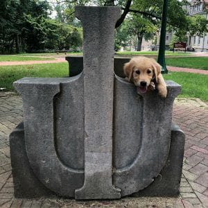 ICAN puppy Jack peeks over the edge of a limestone bench on the IU Bloomington campus.