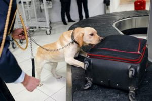 Airport security dog sniffing a suitcase.