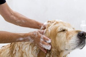 A person is giving a service dog a bath, and the dog is covered in sudsy shampoo.
