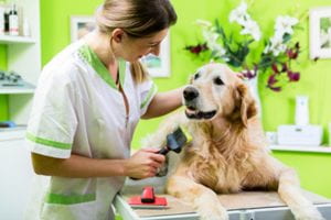 In an office with pale green walls, a professional groomer is brushing the coat of a service dog lying on an elevated bench.