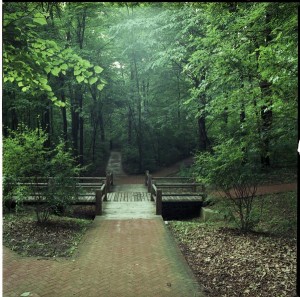 Dunn’s Woods in 1993. Indiana University Archives Photograph Collection, P0029530