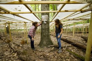 Instructor and student examine an sensor on a tree in a field lab