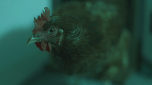 Poultrygeist by Robbie Rittman