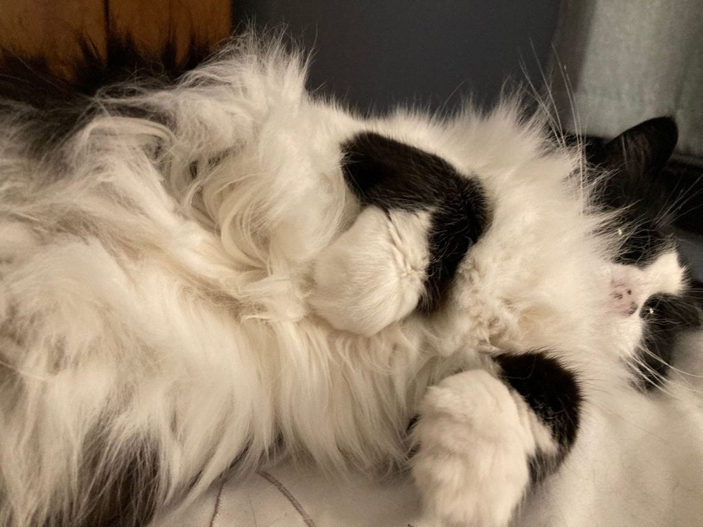 a long-haired tuxedo cat is splayed out, his glorious white belly fur puffing up