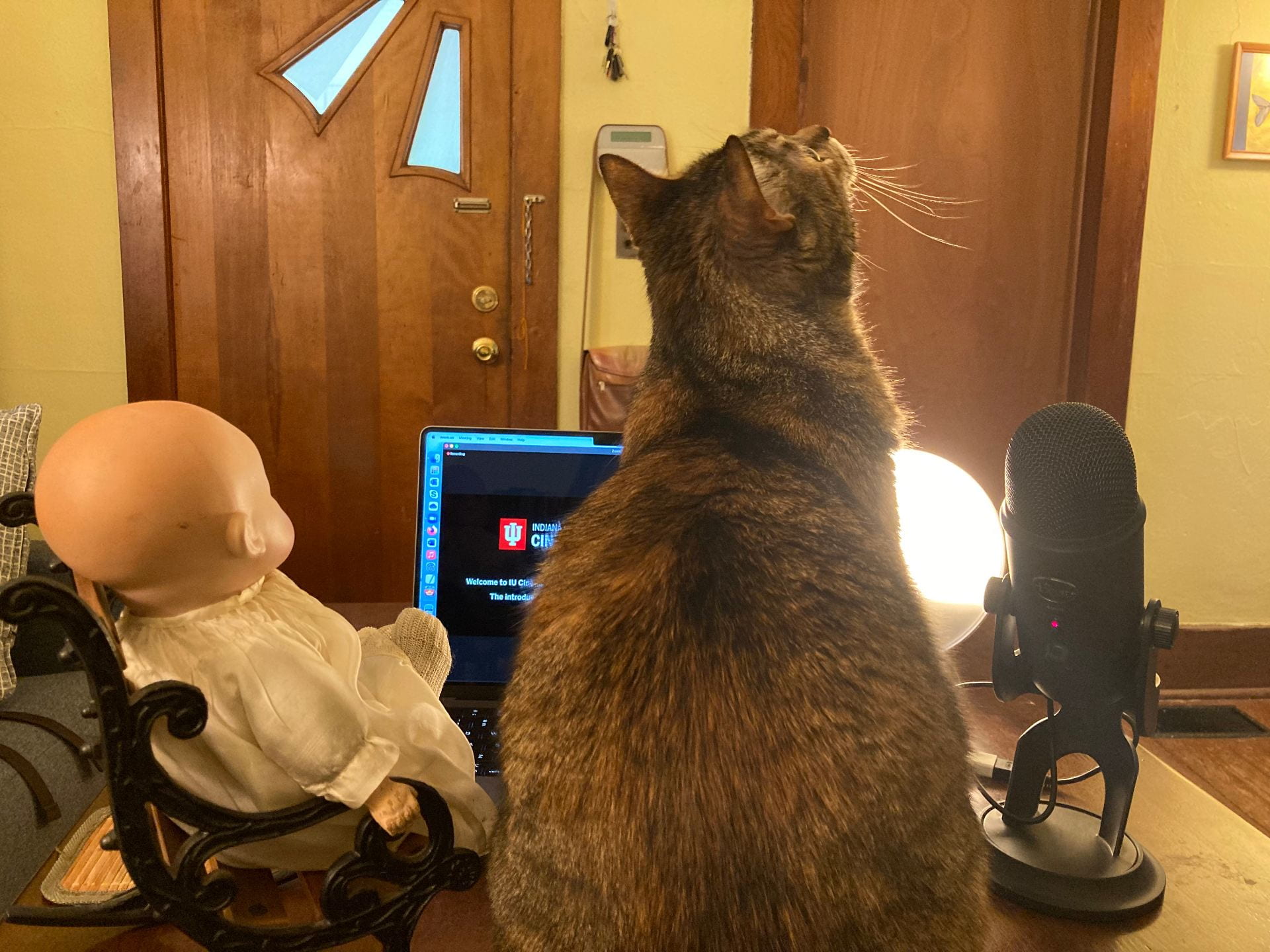 a brown tabby sits in front of a laptop and microphone. An antique babydoll is in a mini rocking chair next to the cat.