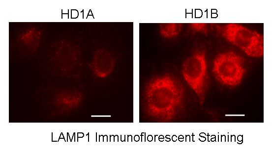 Du and Yan's myeloid-derived cells with immunofluorescent staining