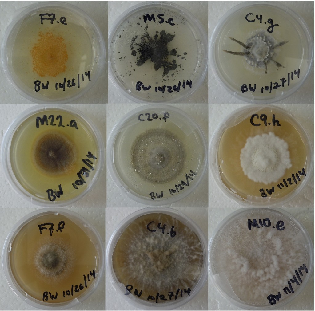 Nine photographs of petri dishes, each with a different variety of fungus growing in agar. Each dish is labelled with a catalogue number and a date.