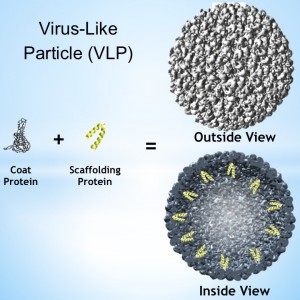 An outside and inside view of a spherical virus-like particle (VLP), and its building blocks: a coat protein and a scaffolding protein.