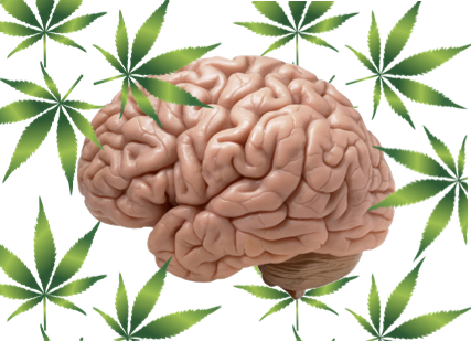 Image of the brain surrounded by marijuana leaves