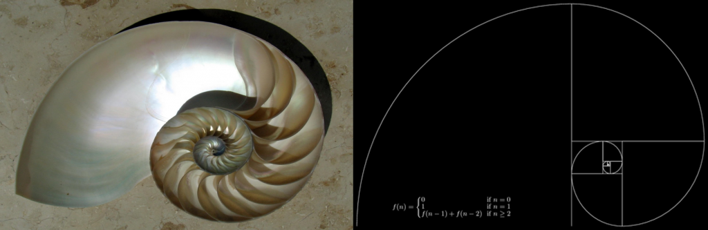 On the left is a nautlis shell showing an inward spiral. On the right is a similarly-shaped Fibonacci spiral, created by drawing circular arcs between the corners of tiled squares.