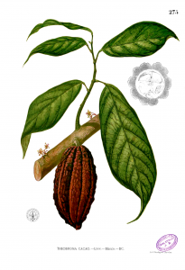 Botanical drawing of a Chocolate Tree (Theobroma Cacao), showing a chocolate seed pod and several leaves attached to a branch.