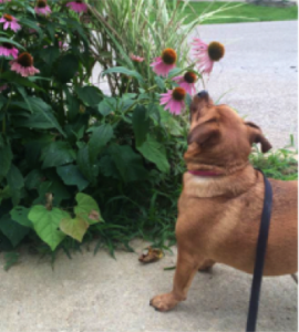 A pug mix is sniffing a pink flower while out on a walk