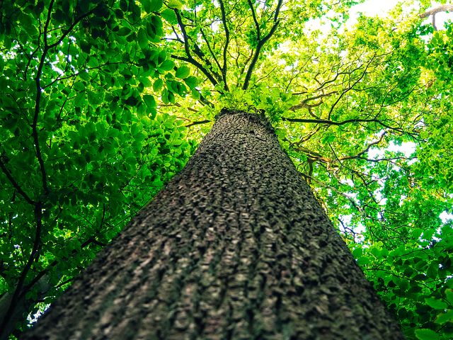 a tree shown from an extreme low angle