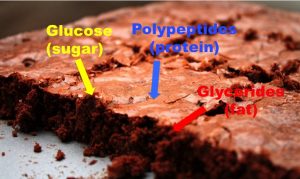 This is a photo of a baked brownie, with text showing that glucose (sugar), polypeptides (proteins) and glycerides (fats) make up brownies.