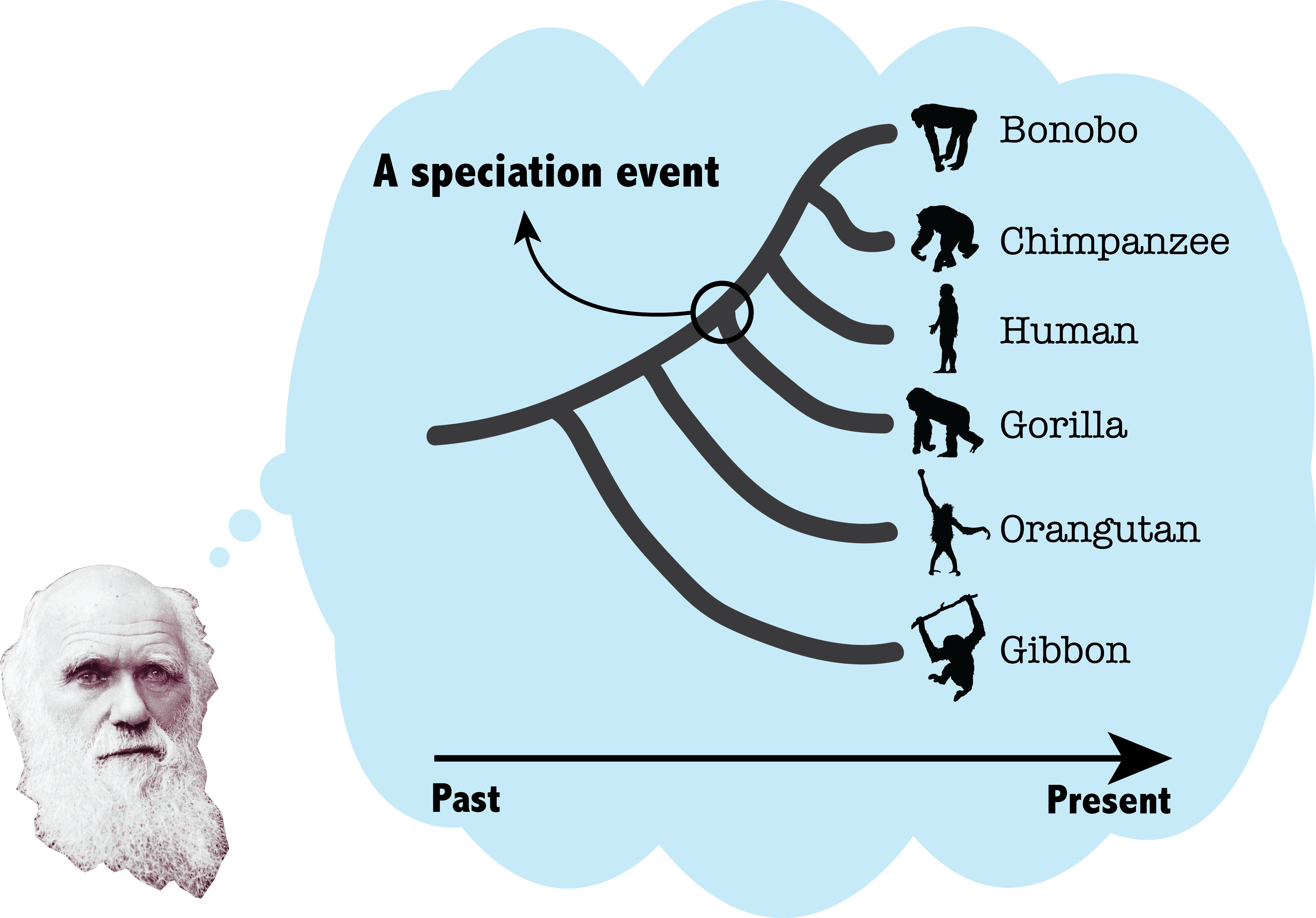 evolutionary chain of man