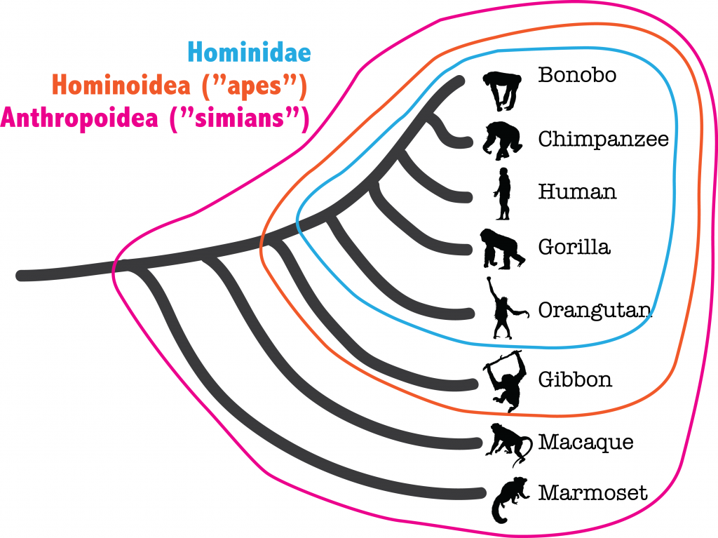 This figure shows a diagram comprised of lines that sequentially bifurcate, resembling the stick-figure of a tree. It is the same diagram shown in figure 3, but with two additional lines. At the tip of each line, to the right of the diagram, there is an animal silhouette followed by a corresponding name. The names read bonobo, chimpanzee, human, gorilla, orangutan, gibbon macaque and marmoset. A blue line circles the first five names and their lines, and is labeled "Hominidae". This circle is nested within a larger orange circle that includes gibbon, and reads "Hominoidea or apes". This orange circle is in turn nested within a larger pink circle that includes macaque and marmoset, and reads "Anthropoidea or simians".