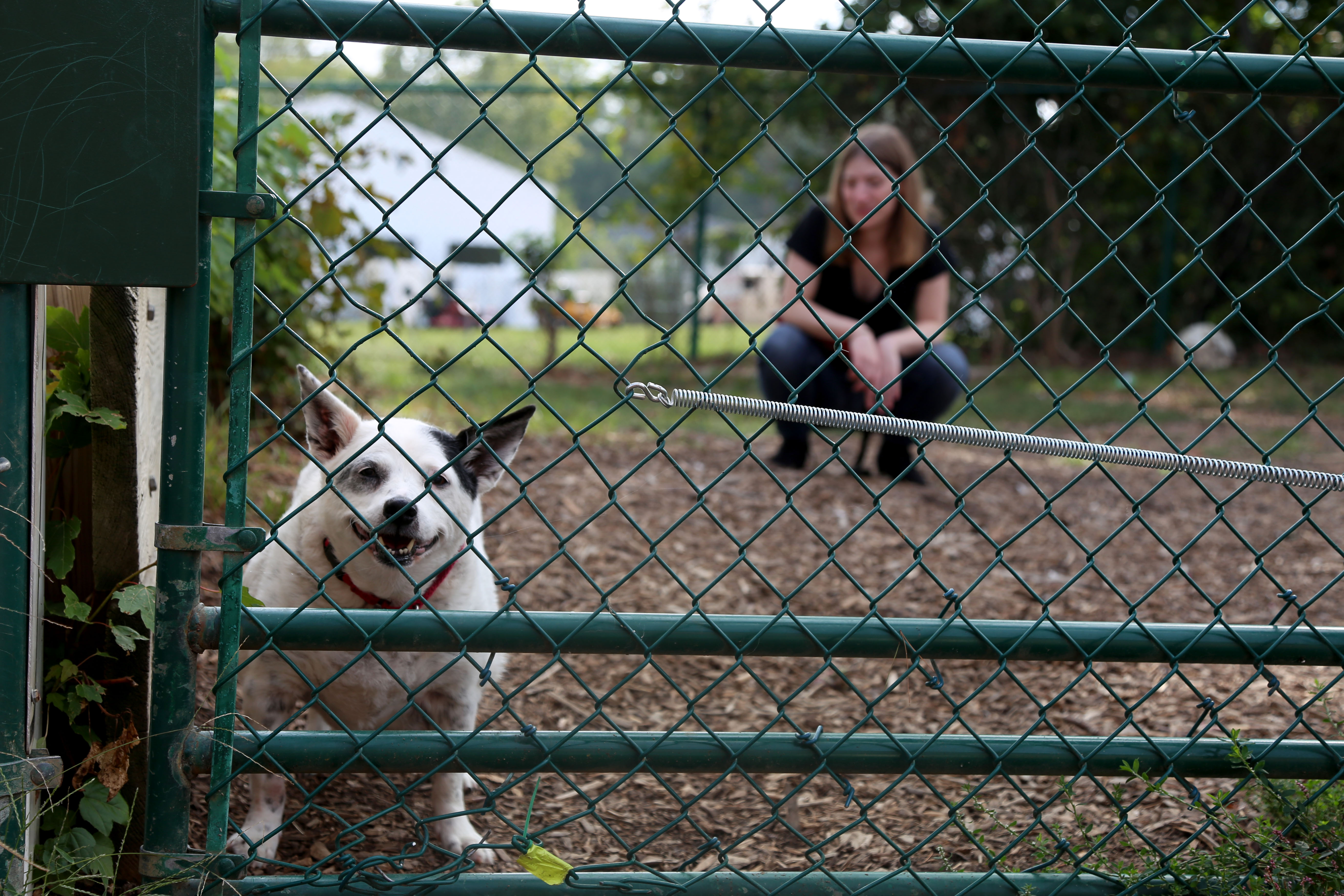 A small white and black dog stands behind a fence, looking at the camera. Sam is shown, out of focus, in the background.