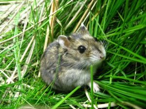 A brown-coated Siberian hamster in a bed of grass.