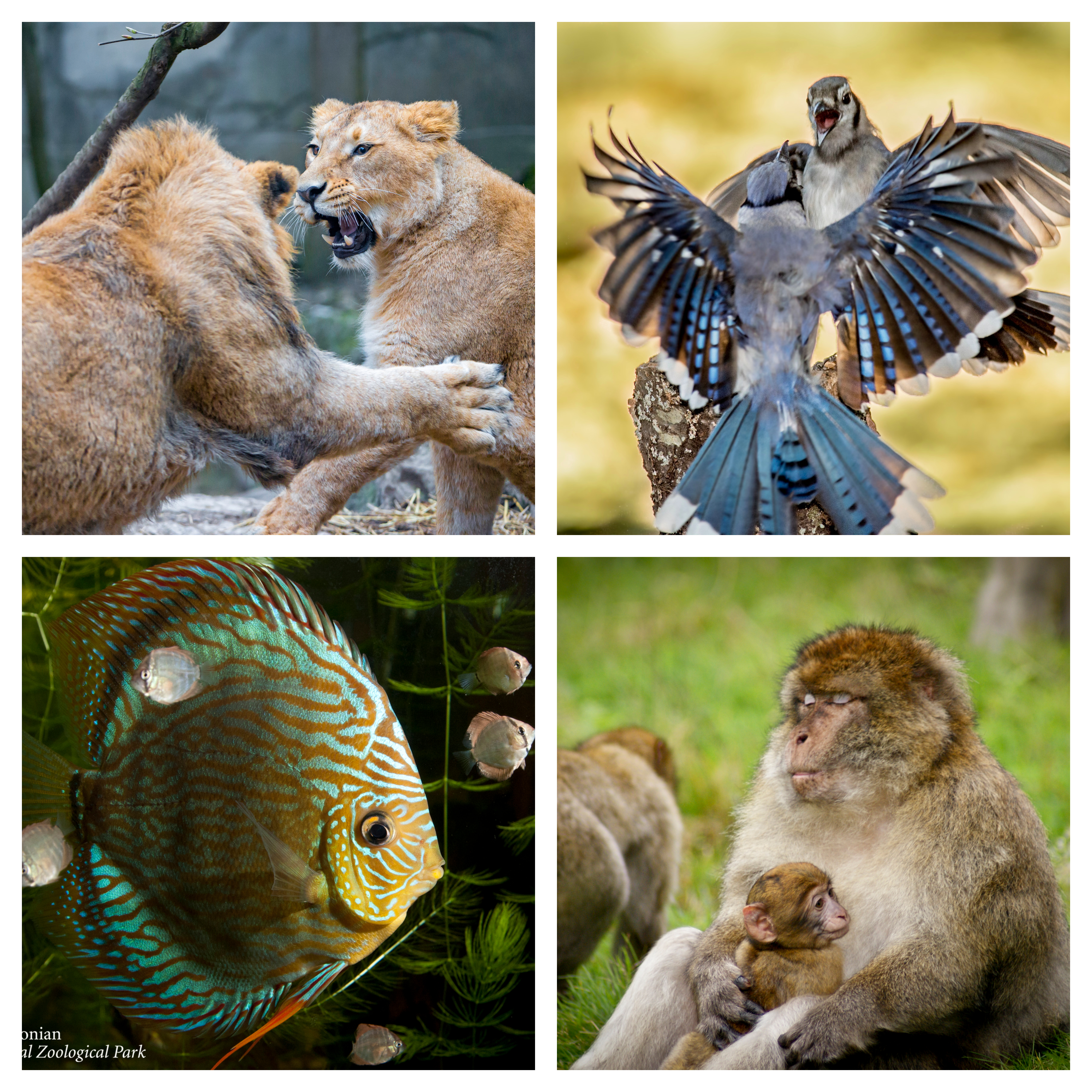 A photograph collage of different animal species displaying aggressive behavior or providing parental care. In the upper left image, two juvenile male lions practice fighting behavior while playing. One lion is growling at the other, and the second lion is lunging towards the other. In the upper right image, two blue jay birds face each other mid-air with their wings spread apart and their beaks open. The two birds have gray beaks, bright blue feathers with a black and white stripe on their backs, and gray feathers on their abdomens. In the lower left image, an adult discus fish swims alongside its tiny juvenile offspring. The adult fish is flat and dark orange in color, with intricate iridescent blue markings along its body. Its offspring are silver in color, with orange fins and a thin black stripe running vertically through their eyes. In the lower right image, an adult Barbary macaque embraces a small infant. Both macaques have light pink faces and golden-colored fur.