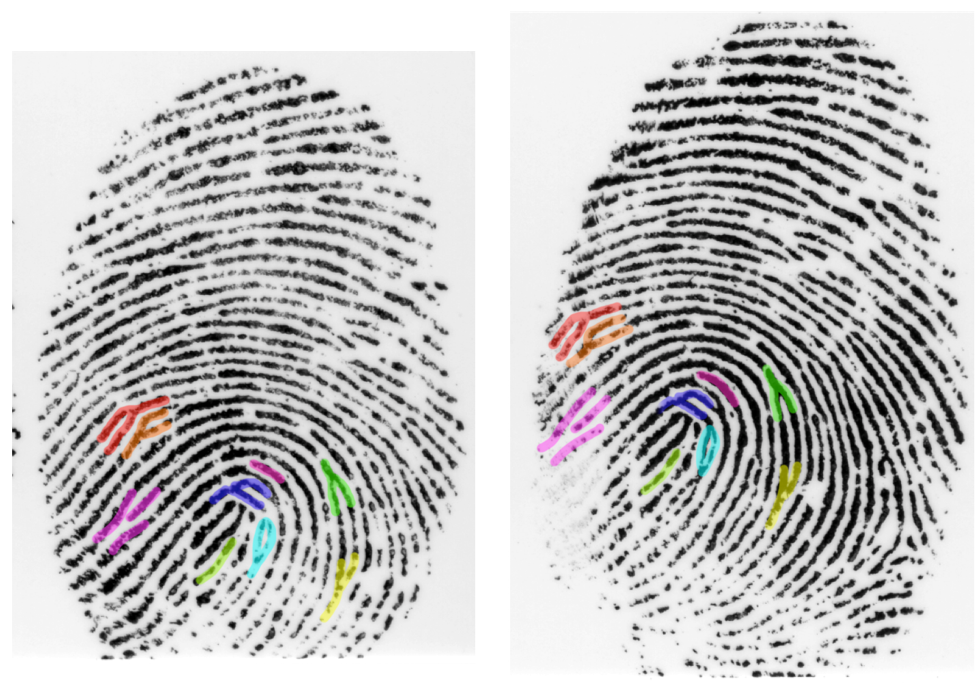 Two different fingerprints are shown side by side, with matching features between the two prints highlighted in various colors.