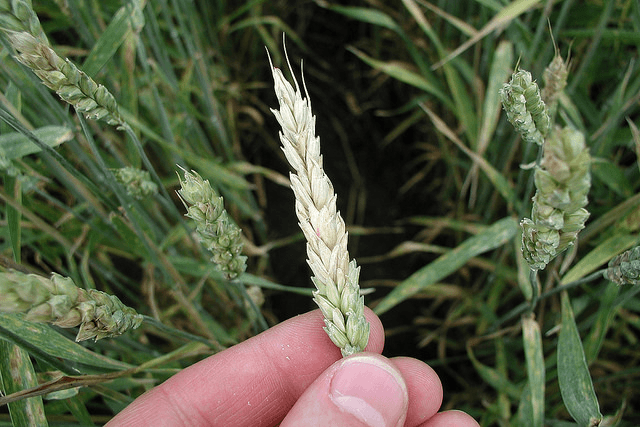 A photograph of the top part of an infected wheat plant, which is whiter than the non-infected, green wheat that surround it. 
