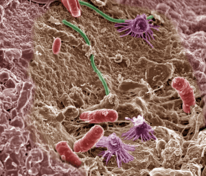 Alt Text: Colorized microscope image of multiple soil bacteria.
