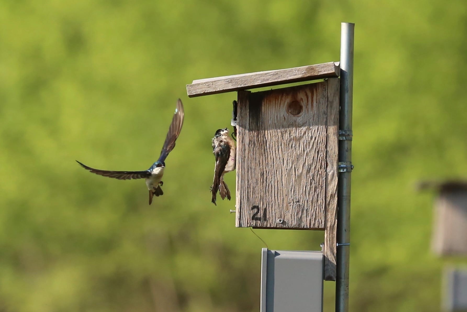 An adult bird flies toward a 3D-printed bird decoy of the same species that is resting at the opening of a wooden bird box. The bird box is attached to a metal pole, and the small gray box underneath hold automated readers for recording individual bird’s comings and goings. Both the resident bird and decoy have white feathers on their abdomens and iridescent green-blue feathers on their heads, necks, and backs.