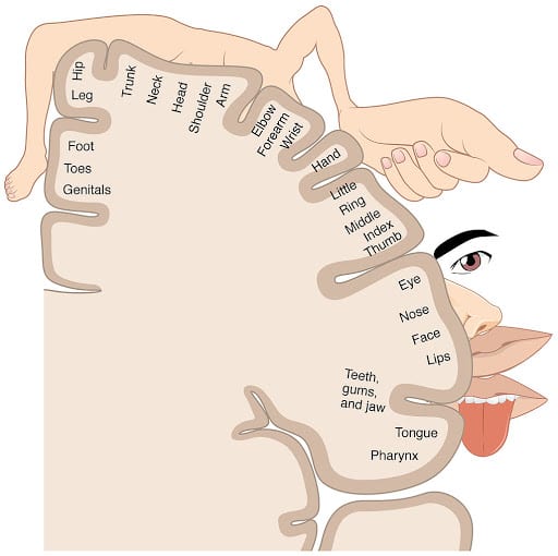 An illustration of a coronal brain section depicting the somatosensory cortex and the map of body parts to each brain region. Areas dedicated to the mouth (lips, tongue, throat), and hands are considerably larger than other cortical spaces dedicated to other body parts.
