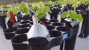 Small pots containing soybean seedlings for an experiment in the Lau lab. Duct tape is used as a creative way to block water from seedlings that are being treated with “drought stress” in the field. 
