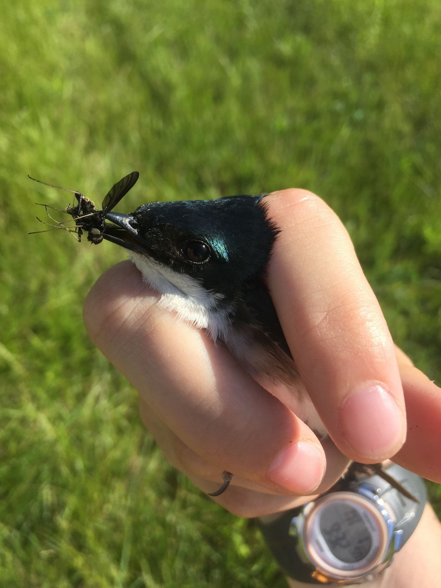 An adult bird is being held in a person’s hand. The bird’s head is nestled between the person’s index and middle fingers. The bird is holding a small, black insect with wings in its beak. The bird has white feathers on its abdomen and iridescent green and blue feathers on its head and back. 