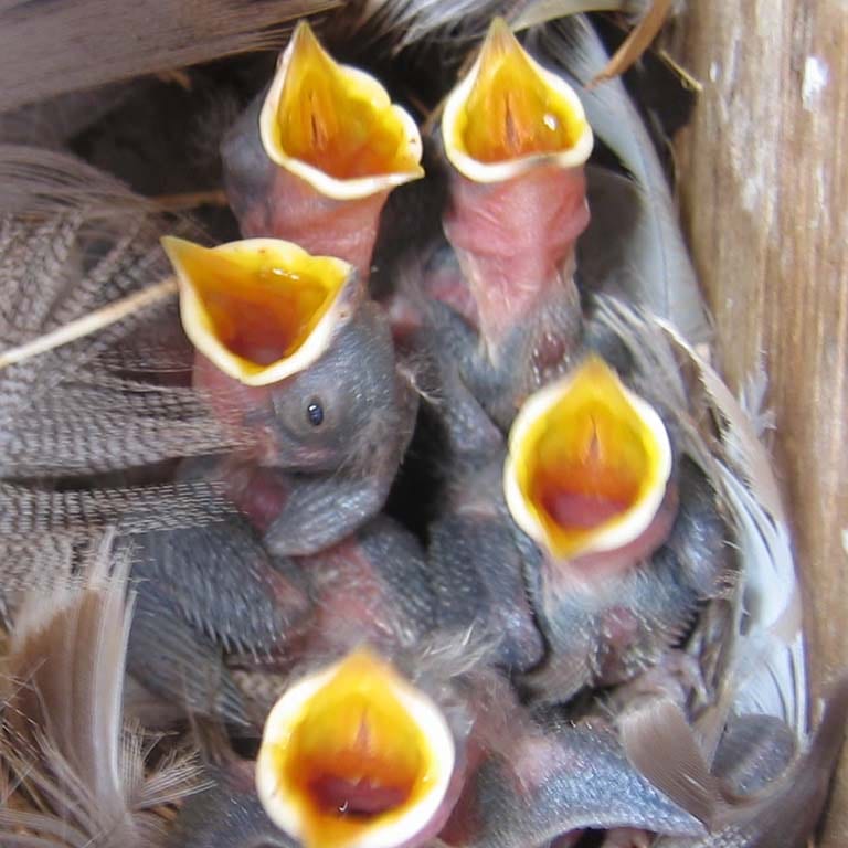 A group of five small chicks is sitting in a nest lined with white and gray bird feathers, which is lying in a wooden nest box. The chicks are exhibiting begging behavior and have their mouths open and pointed towards the sky. The chicks are mostly gray in color, except for the inside of their mouths, which are yellow, and their undersides, which have some spots of light pink skin showing under their feathers.