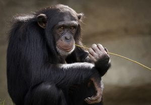 A chimpanzee chewing on a stem.