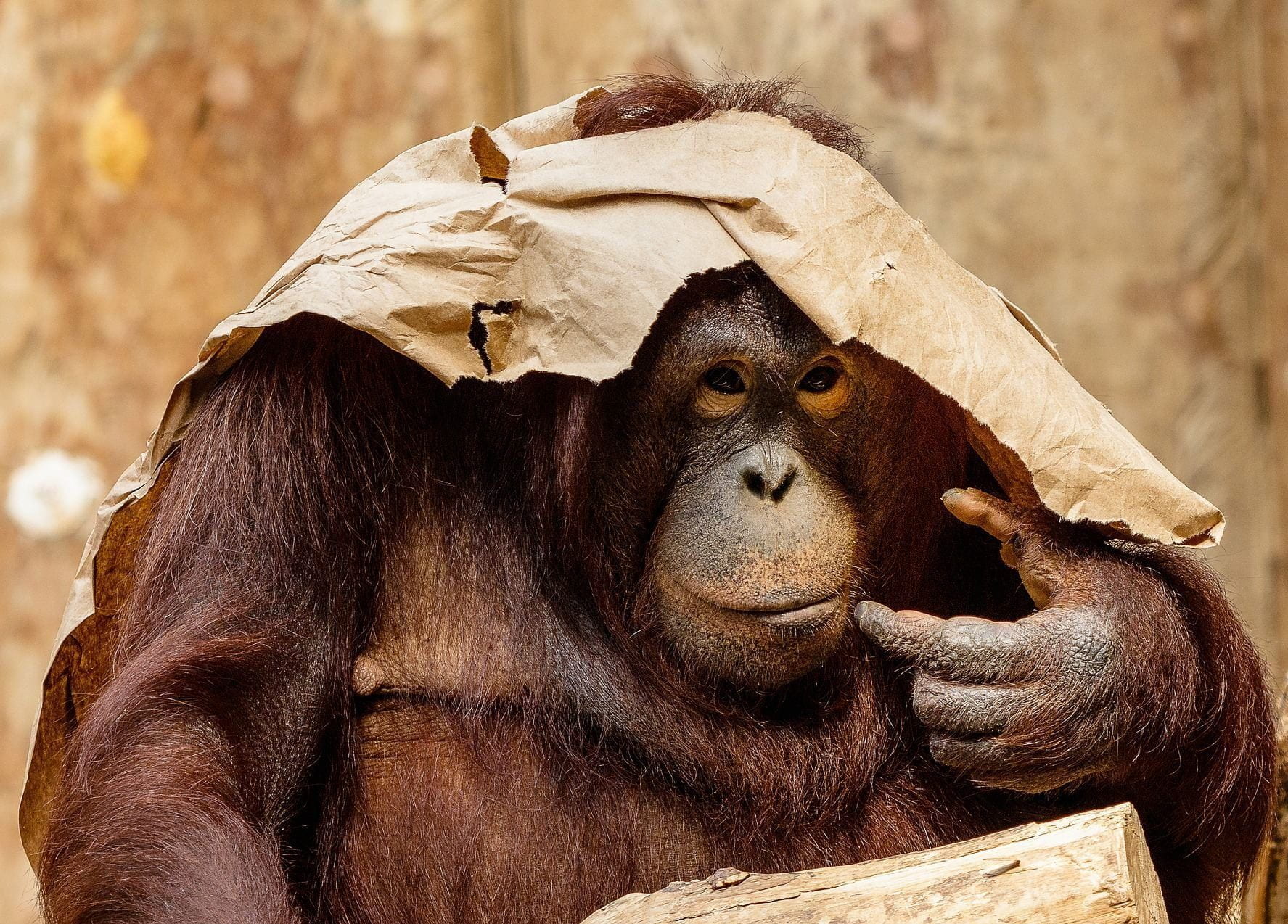 An orangutan with a ripped paper bag on her head acting as a hat.