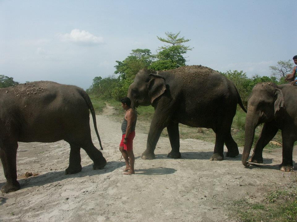 An animal caretaker accompanies three adult female elephants into the river for bath time at Chitwan National Park in Nepal.