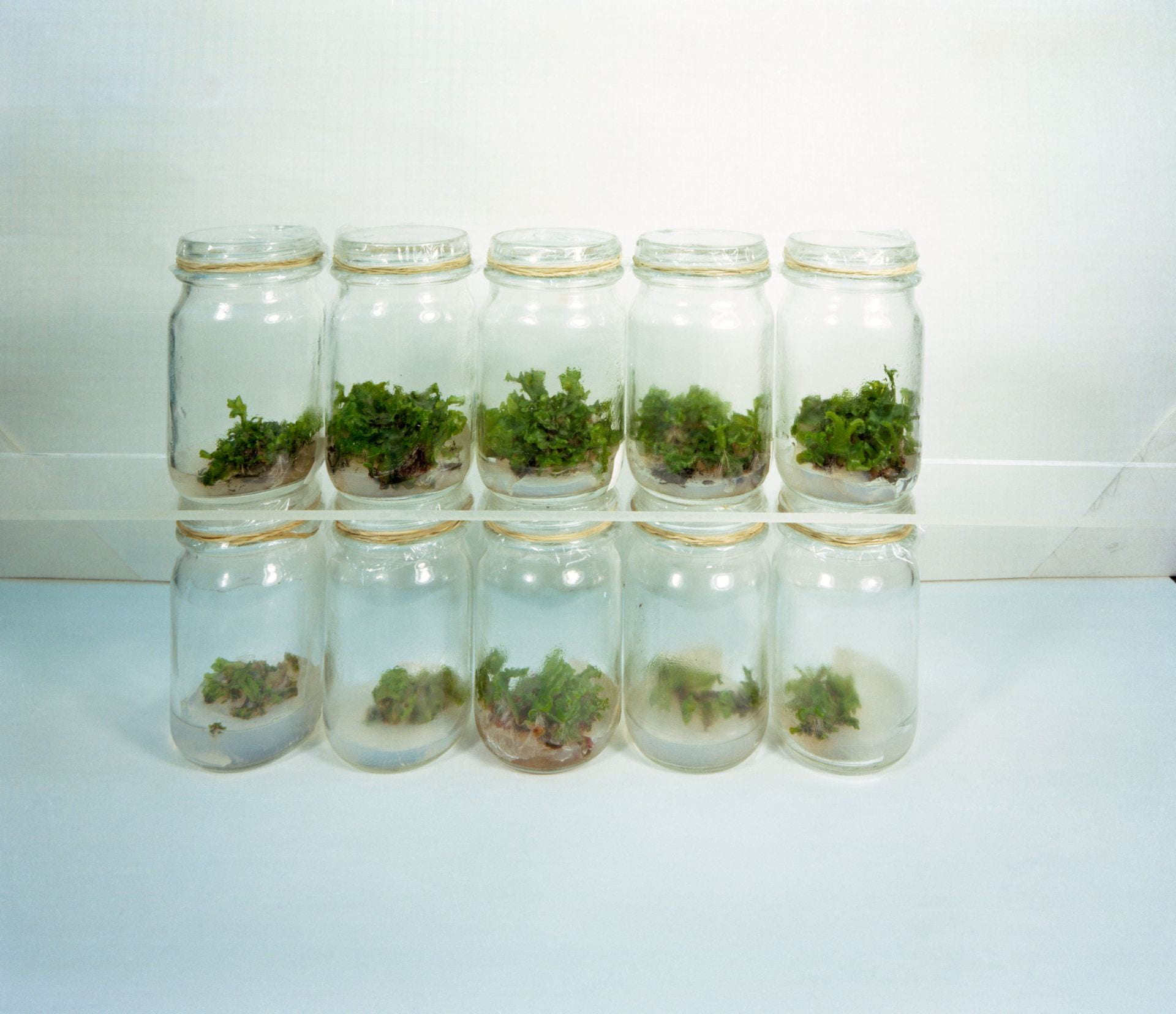 Two rows of jars with small plants growing in them. The top row has more developed growth. 