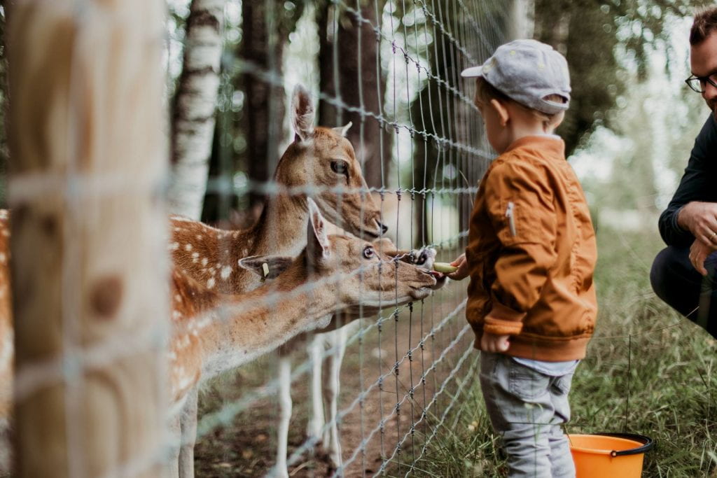 A young boy feeding a deer