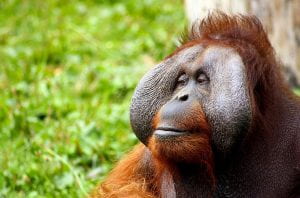 A male orangutan with flanges on his face looks off to the side.