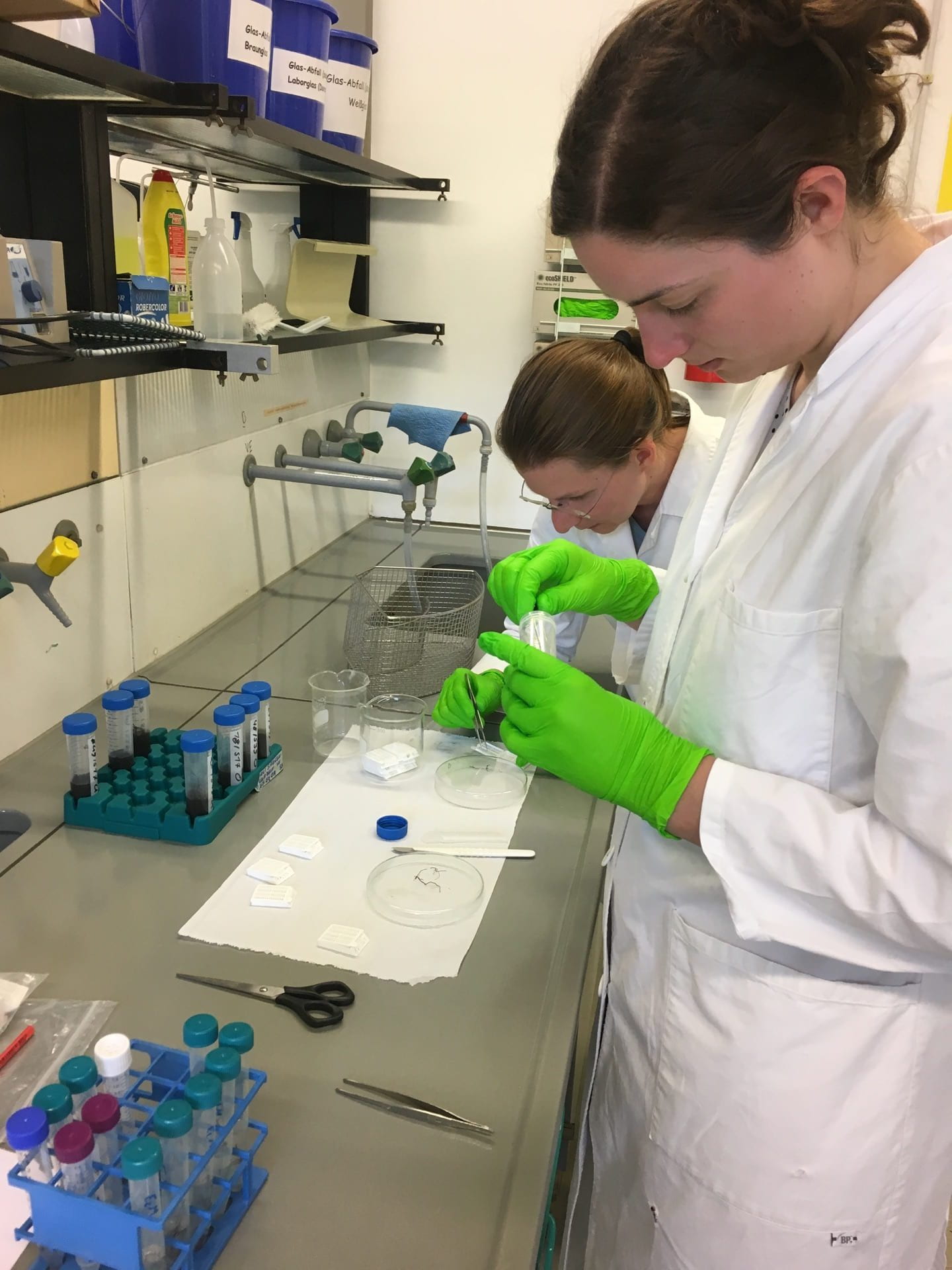 Two scientists working at the lab bench, preparing fungal tissues for staining.