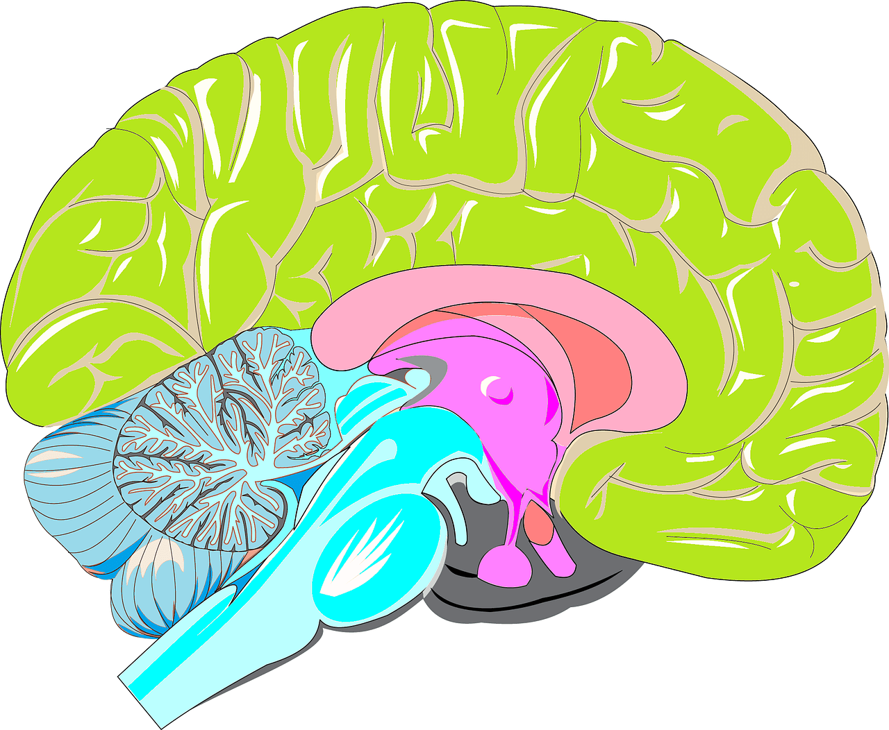 Midsagittal View of the Brain.