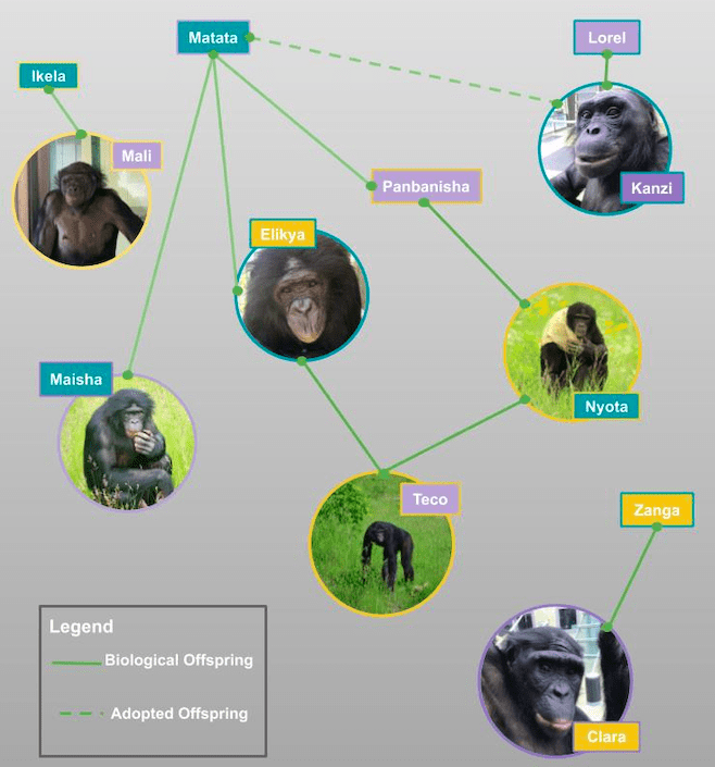 Pictured is the Ape Initiative family tree. Kanzi is the eldest male and is not biologically related to the other apes, but was adopted as an infant by the groups’ now deceased matriarch, Matata. Matata is mother to Maisha, Elikya, and Panbanisha (now deceased). Panbanisha is mother to Nyota, and Elikya and Nyota are parents to Teco. Mali and Clara are the newest additions and came from the San Diego Zoo and Cincinnati Zoo, respectively. 