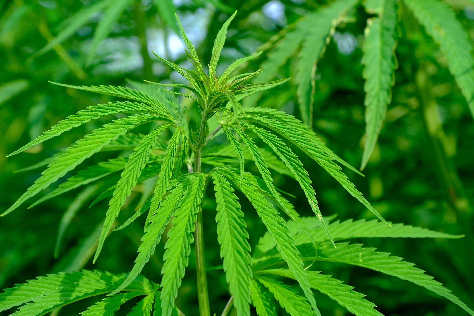 [The image shows Cannabis Sativa plant]