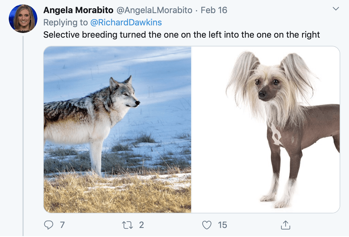 A tweet comparing a wolf to a mildly ridiculous looking domesticated dog (a Chinese Crested)