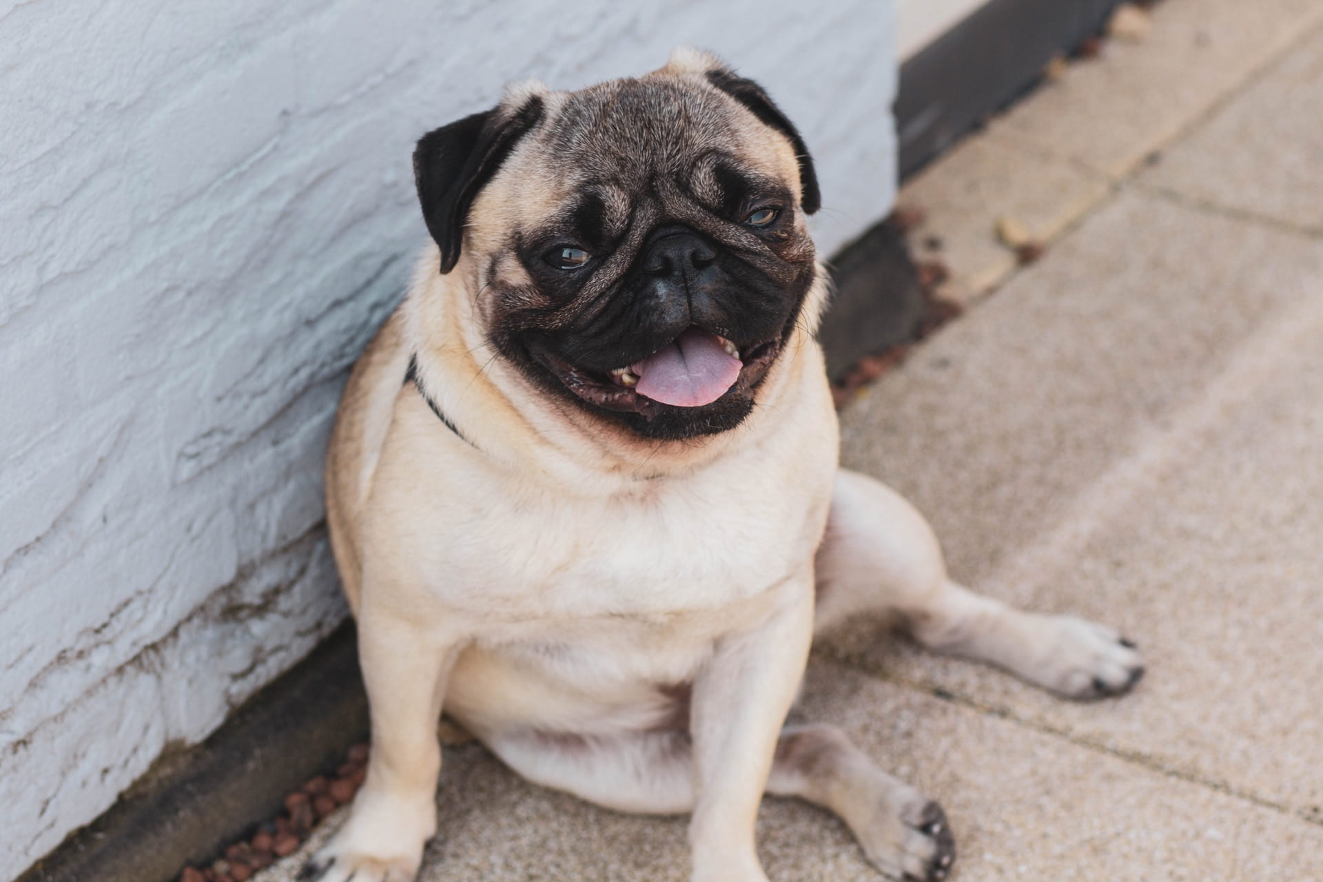 [Picture of a flat-faced dog (a pug) sitting gracelessly and panting]
