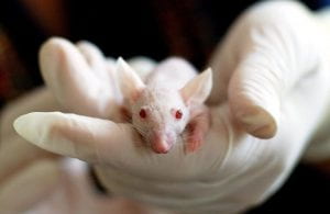 Pictured is a mouse that is typically used in lab animal research labs.