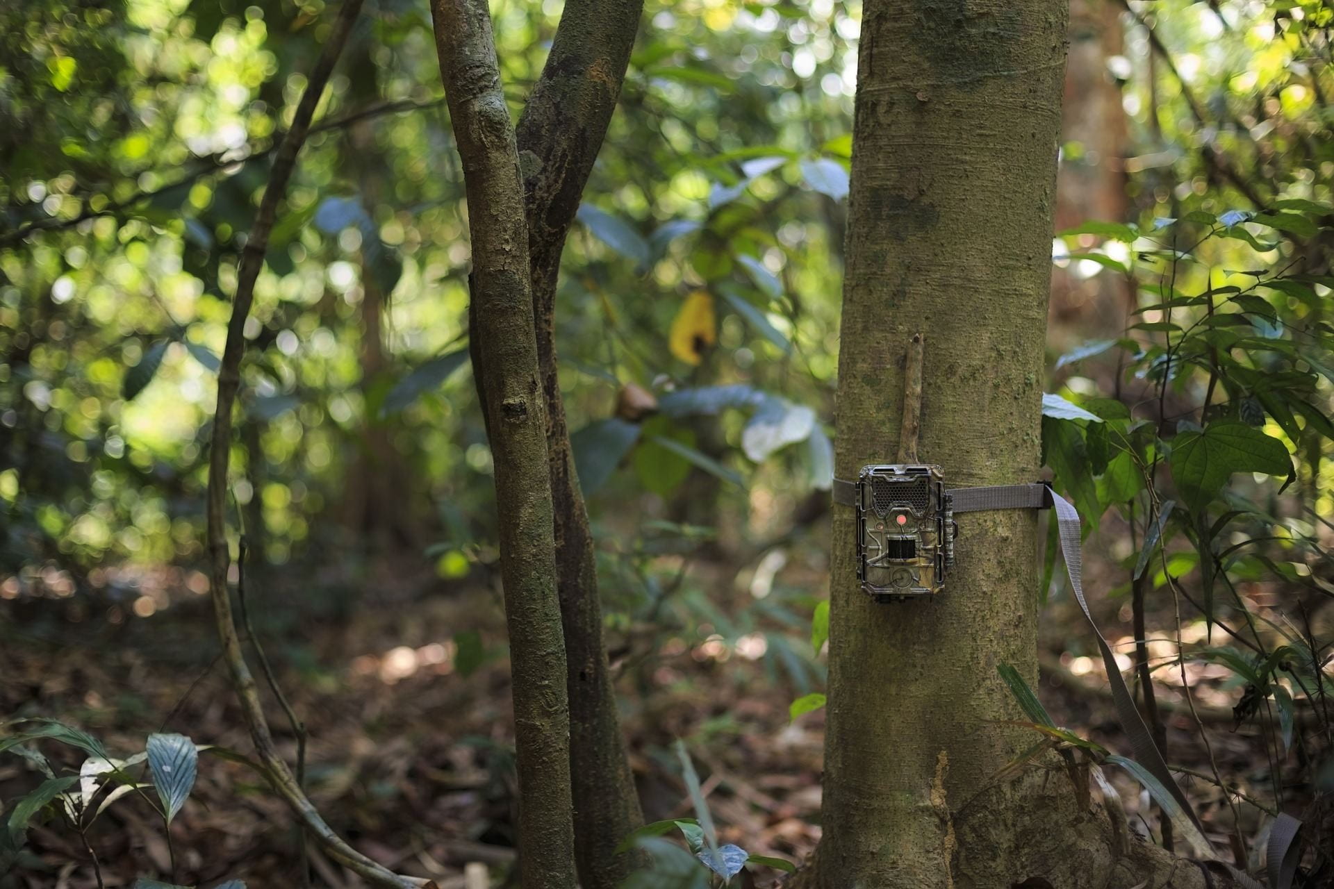 Pictured is a camera trap attached to a tree in a forest. Even using camera traps for observational research on wildlife requires approval from IACUC.