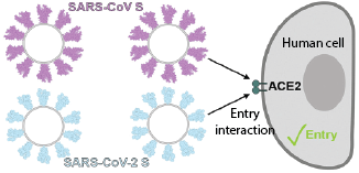 Cartoon image of Sars-COV-2 (COVID–19) entering into a human cell.