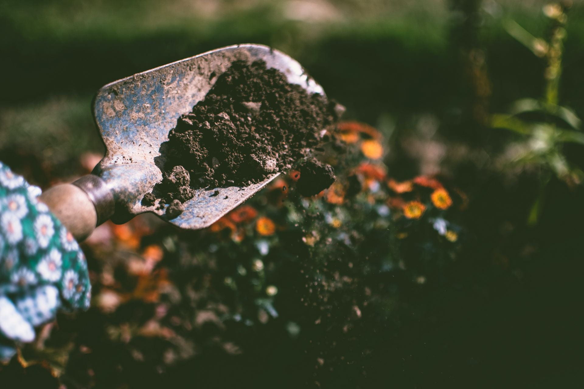  A photo of a shovel dropping seeds and soil in a garden with flourishing plants in the background. 
