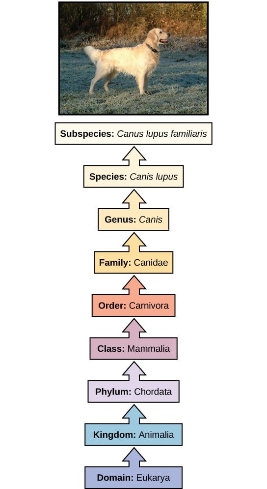 A diagram of the modern taxonomic system, in which a domestic dog is used as an example. A picture of a golden retriever is at the top of the diagram. The superior and subordinate categories are listed in order from the bottom to the top of the page, and each category is listed in a colored box with an arrow pointing upward. The superior categories are shown in cool colors, while the subordinate categories are shown in warm colors. The following categories are displayed, starting at the bottom of the diagram: purple box, “Domain: Eukarya”; blue box, “Kingdom: Animalia”; light purple box, “Phylum: Chordata”; pink box, “Class: Mammalia”; orange box, “Order: Carnivora”; dark yellow box, “Family: Canidae”; yellow box, “Genus: Canis”; light yellow box, “Species: Canis lupus”; and white box, “Subspecies: Canis lupus familiaris.”