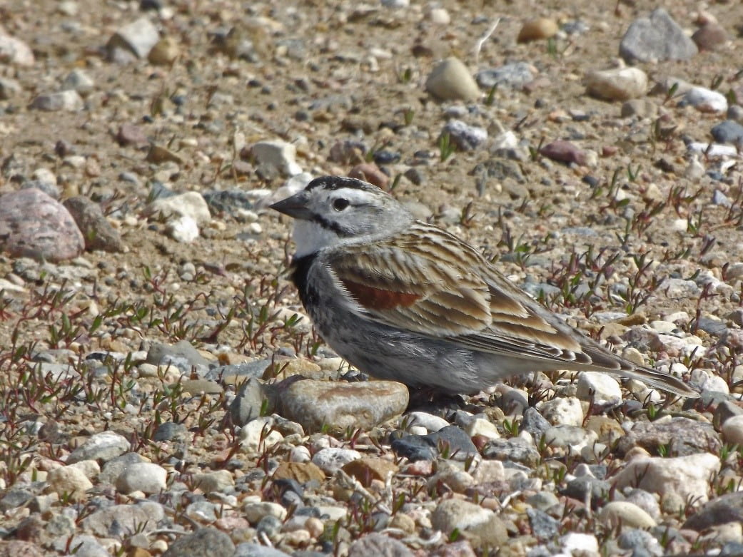 A small gray bird with black markings on its belly and face and light brown wings stands on a rocky plain.